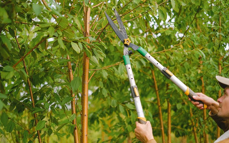 Tree trimming in South Naknek, AK